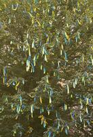 ein Menge von Bänder im das Farben von das ukrainisch National Flagge schmücken das Geäst von ein Baum. Performance zum Euromaidan foto