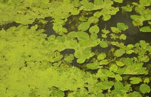 Textur von Sumpfwasser mit grünen Wasserlinsen und Sumpfvegetation foto