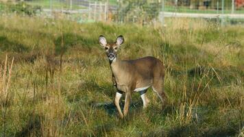 das süß Hirsch starren beim mich aufmerksam im das Herbst Wald foto