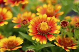 ai generiert Gaillardia oder Decke Blume. hell und bunt Schatten von warm Töne. ai generiert foto