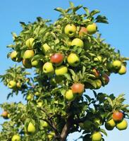 ai generiert ein schön Grün Apfel Baum. ai generiert foto