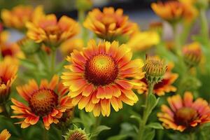 ai generiert Gaillardia oder Decke Blume. hell und bunt Schatten von warm Töne. ai generiert foto