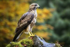 ai generiert Falke Sitzung auf Felsen suchen zum Beute. ai generiert foto