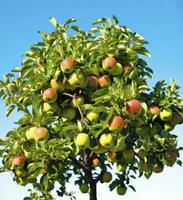 ai generiert ein schön Grün Apfel Baum. ai generiert foto