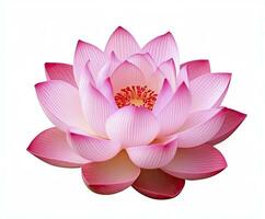 ai generiert Lotus Blume auf Weiß Hintergrund. ai generiert foto