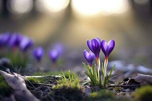 ai generiert Frühling lila Krokus Blume. ai generiert foto