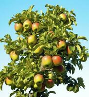 ai generiert ein schön Grün Apfel Baum. ai generiert foto