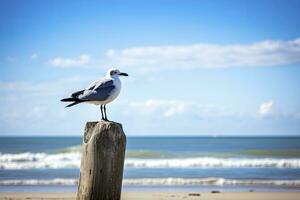 ai generiert Möwe auf das Strand unter Blau Himmel. foto