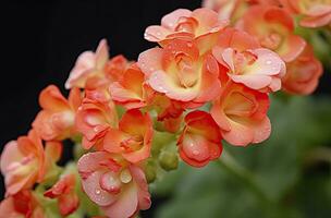 ai generiert Kalanchoe blossfeldiana. ai generiert foto