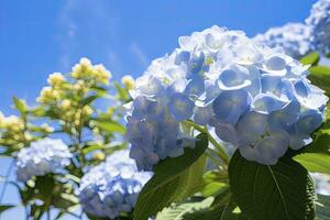 ai generiert Blau Französisch Hortensie unter Blau Himmel. ai generiert foto