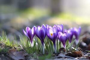 ai generiert Frühling lila Krokus Blume. ai generiert foto