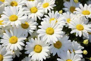 ai generiert Weiß Gänseblümchen Blumen. ai generiert foto