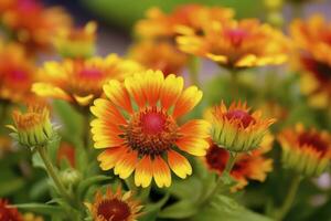 ai generiert Gaillardia oder Decke Blume. hell und bunt Schatten von warm Töne. ai generiert foto