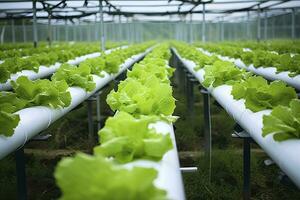 ai generiert hydroponisch Grüner Salat wachsend. ai generiert foto