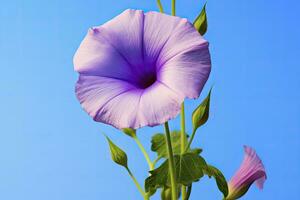 ai generiert Morgen Ruhm Blume mit Blau Himmel. ai generiert. foto