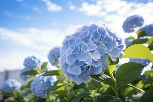 ai generiert Blau Französisch Hortensie unter Blau Himmel. ai generiert foto