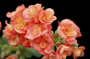 ai generiert Kalanchoe blossfeldiana. ai generiert foto