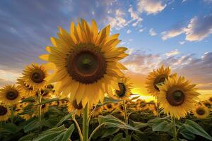 ai generiert Sonnenblumen drehen zu das Sonne im das Sanft Morgen Licht. ai generiert foto