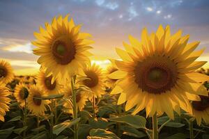 ai generiert Sonnenblumen drehen zu das Sonne im das Sanft Morgen Licht. ai generiert foto