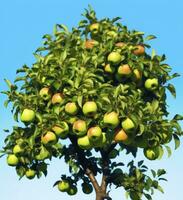 ai generiert ein schön Grün Apfel Baum. ai generiert foto