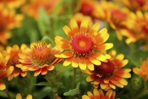 ai generiert Gaillardia oder Decke Blume. hell und bunt Schatten von warm Töne. ai generiert foto