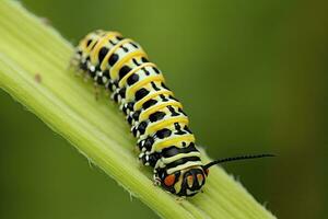 ai generiert Raupe Schwalbenschwanz Schmetterling. generiert ai. foto