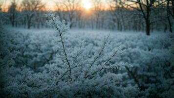 ai generiert Frost geküsst Geäst beim Dämmerung Markieren das zuerst Licht von Tag Gießen ein Sanft glühen auf gefrostet Geäst, Erstellen ein fesselnd abspielen von Licht und Schatten im das Winter Wald. foto