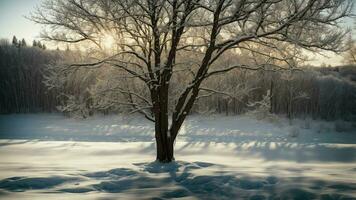 ai generiert darstellen das subtil abspielen von Licht und Schatten auf ein schneebedeckt Landschaft, Hervorheben das detailliert Texturen von Baum Geäst im Winter. foto