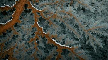 ai generiert Zoomen im auf das kompliziert Muster gebildet durch Eis auf das Rinde von verschiedene Baum Spezies, betonen das Vielfalt im Textur und Wie jeder Baum Art reagiert anders zu Winter Bedingungen. foto