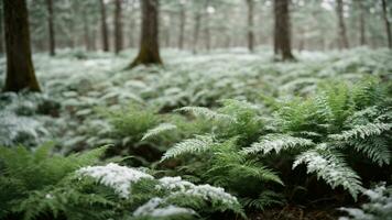 ai generiert erkunden das Einzelheiten von frostgeküsst Farne und das Untergeschichte Vegetation unter das Winter Bäume, Hervorheben das Kontrast zwischen das fragil Grün und das Umgebung schneebedeckt Landschaft foto