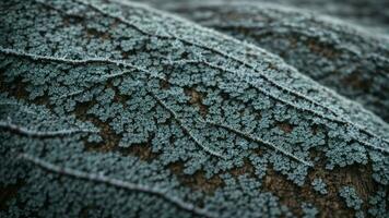 ai generiert Detail das erarbeiten Muster geätzt durch Frost auf das Rinde von ein knotig, wettergegerbt Eiche Baum. foto