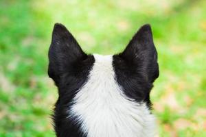 schöner nahaufnahme hund von hinten ansicht foto