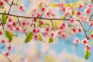 Sakura- oder Kirschblüten unter blauem Himmel foto