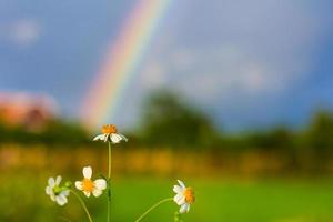 weiße Blumen unter Regenbogen foto