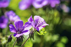 ai generiert Geranie wilfordii Blume. ai generiert foto