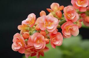 ai generiert Kalanchoe blossfeldiana. ai generiert foto