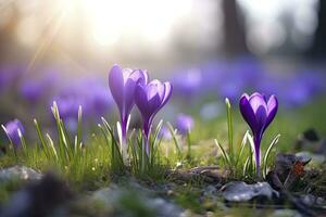 ai generiert Frühling lila Krokus Blume. ai generiert foto