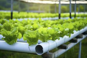 ai generiert hydroponisch Grüner Salat wachsend. ai generiert foto