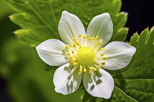 ai generiert Erdbeere Blume. ai generiert foto