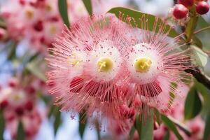 ai generiert schön Gummi Baum Rosa Blumen und Knospen. ai generiert foto