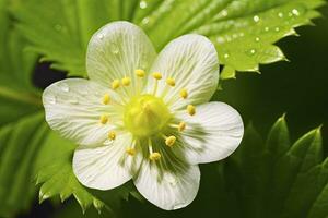 ai generiert Erdbeere Blume. ai generiert foto