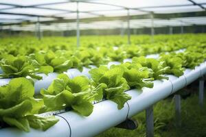 ai generiert hydroponisch Grüner Salat wachsend. ai generiert foto