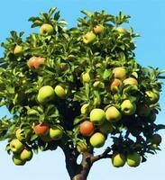 ai generiert ein schön Grün Apfel Baum. ai generiert foto