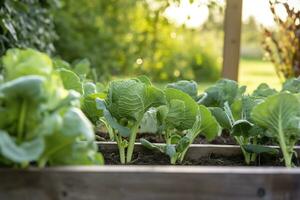 ai generiert frisch organisch Brüssel Sprossen wachsend im das Garten. wachsend besitzen Früchte, Gemüse. ai generiert foto