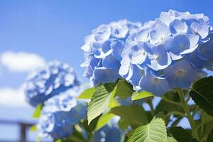 ai generiert Blau Französisch Hortensie unter Blau Himmel. ai generiert foto