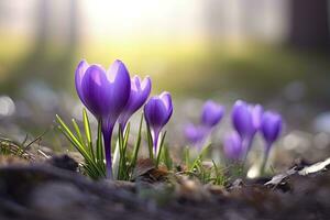 ai generiert Frühling lila Krokus Blume. ai generiert foto