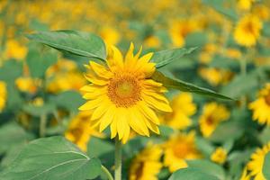 es gibt viele Sonnenblumen auf den Feldern foto