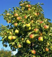 ai generiert ein schön Grün Apfel Baum. ai generiert foto