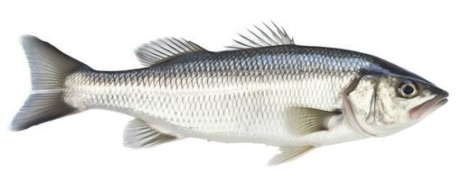 ai generiert einer frisch Meer Bass Fisch isoliert auf Weiß Hintergrund. ai generiert. foto