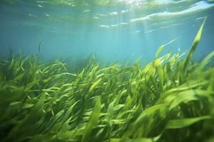 ai generiert unter Wasser Aussicht von ein Gruppe von Meeresboden mit Grün Seegras. ai generiert foto